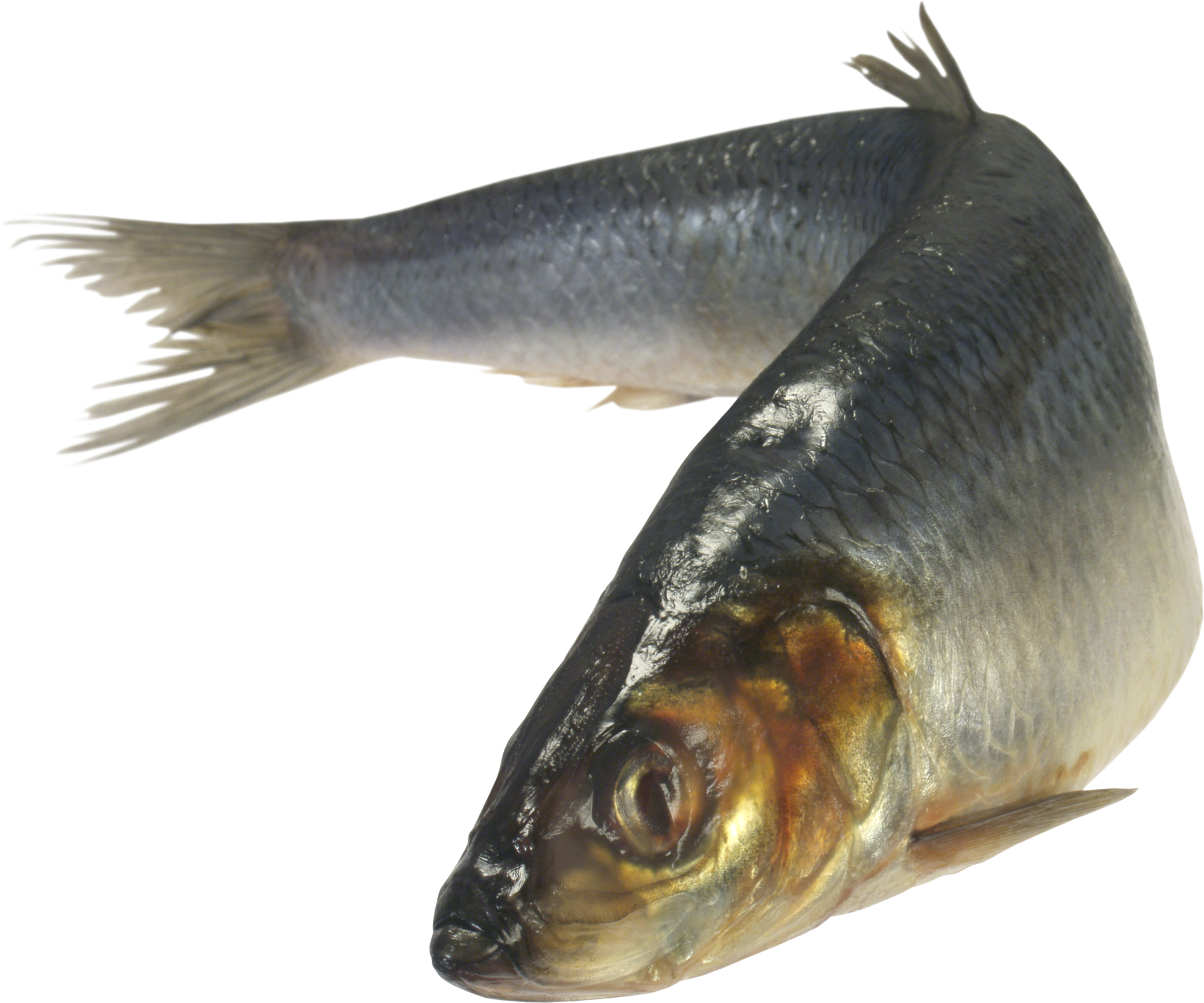 Fish Image